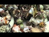 Living sea shells and crabs on the sea shore of Andaman & Nicobar Islands