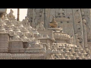 Flock of Rock pigeon adorned dome and shikara of a Jain Temple in Kutch, Gujarat