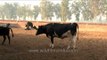 Fodder time for cows at  dairy farm in Punjab