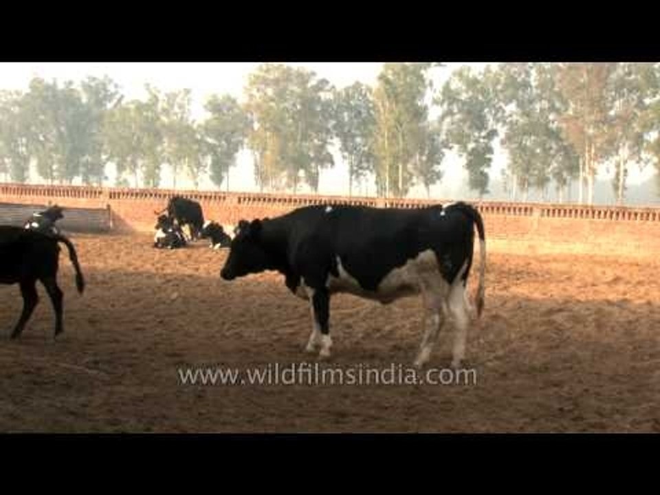Fodder time for cows at  dairy farm in Punjab