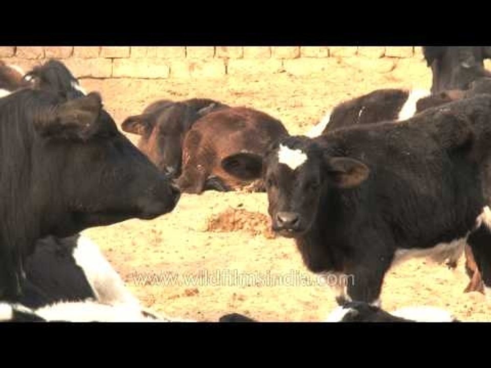 Cows resting in an open-sided shed at dairy farm, Punjab