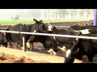 Dairy cows in a cowshed, Punjab