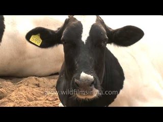 Group of dairy cows in Punjab