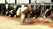 Man feed cows at a dairy farm in Punjab