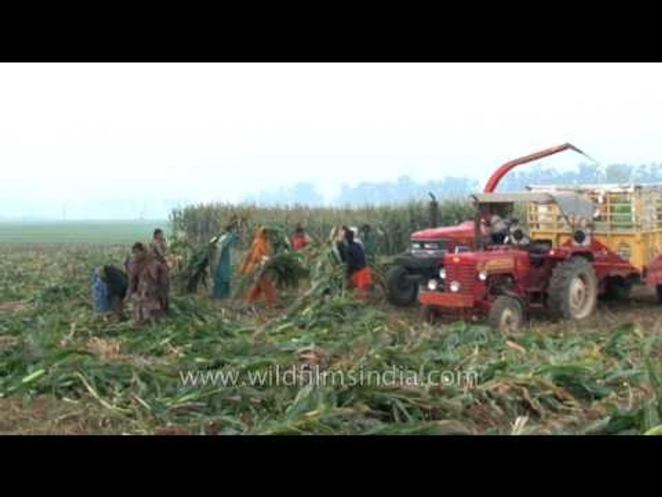 Forage harvester harvest forage plants to make silage in Ludhiana