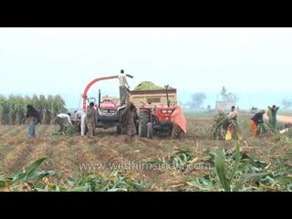 Labourers loading forager with plants to make silage