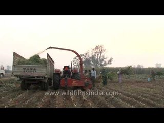 Silage being made with the help of forager in the fields of Ludhiana