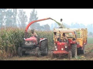 This is how forage harvester works