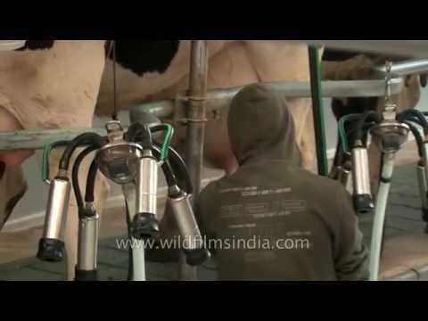 Milking Parlour with a man tending the cattle - Punjab