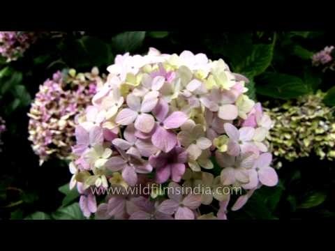Hydrangea shrubs flowering in the Himalaya