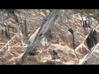 Snow Pigeons flying along a Himalayan cliff
