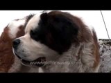 Large St. Bernard dog in the Himalaya