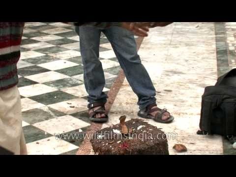 The breaking of a sanctified coconut : Naina Devi Temple