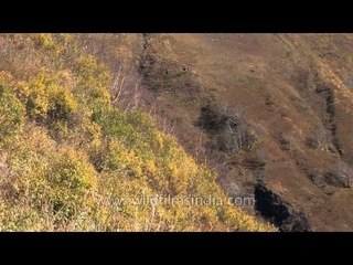High altitude Himalayan Birch forests