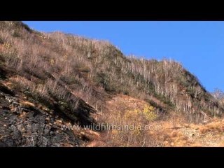 Himalayan Birch forests en route Sukhi Top