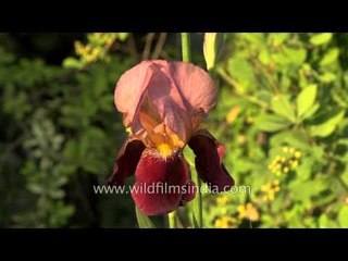 Brilliant purple Iris opening time lapse from the Himalayas