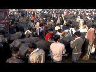 Buffalo market  in Muzaffarnagar, Uttar Pradesh