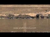 Buffalo wading in the banks of Ganges