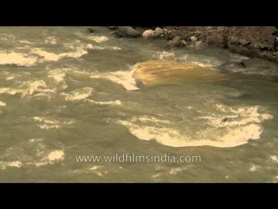 Alaknanda river flowing near Badrinath Dham