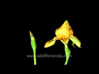 Watch this Yellow Iris flower open before your eyes!