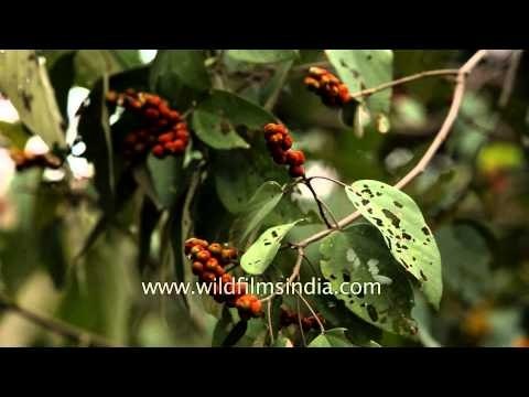Rohini or Mallotus philippensis tree in flower, Rajaji National Park, Dehra dun