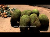 Jackfruit and pineapples for sale on the streets of Kerala