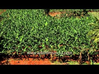 Coconut and Banana plantation in Tamil Nadu