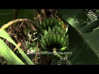 Cluster of green bananas on a tree