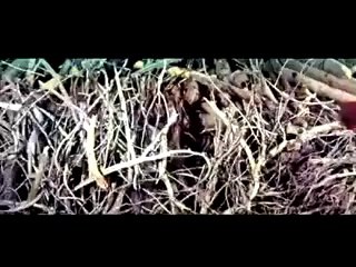 80 Günde Devr-i Alem - Fragman