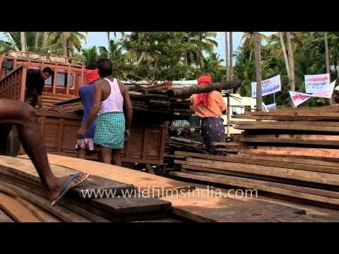 Unloading wooden planks for stadium construction - Alleppey, Kerala