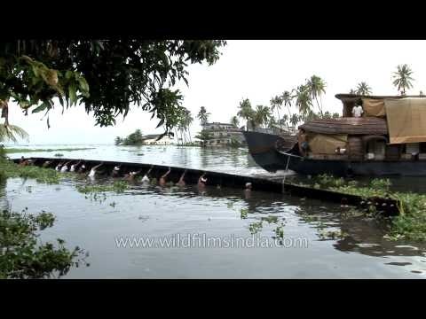 Overturned snake boat in the backwaters of Kerala