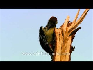 Himalayan Pied Woodpecker