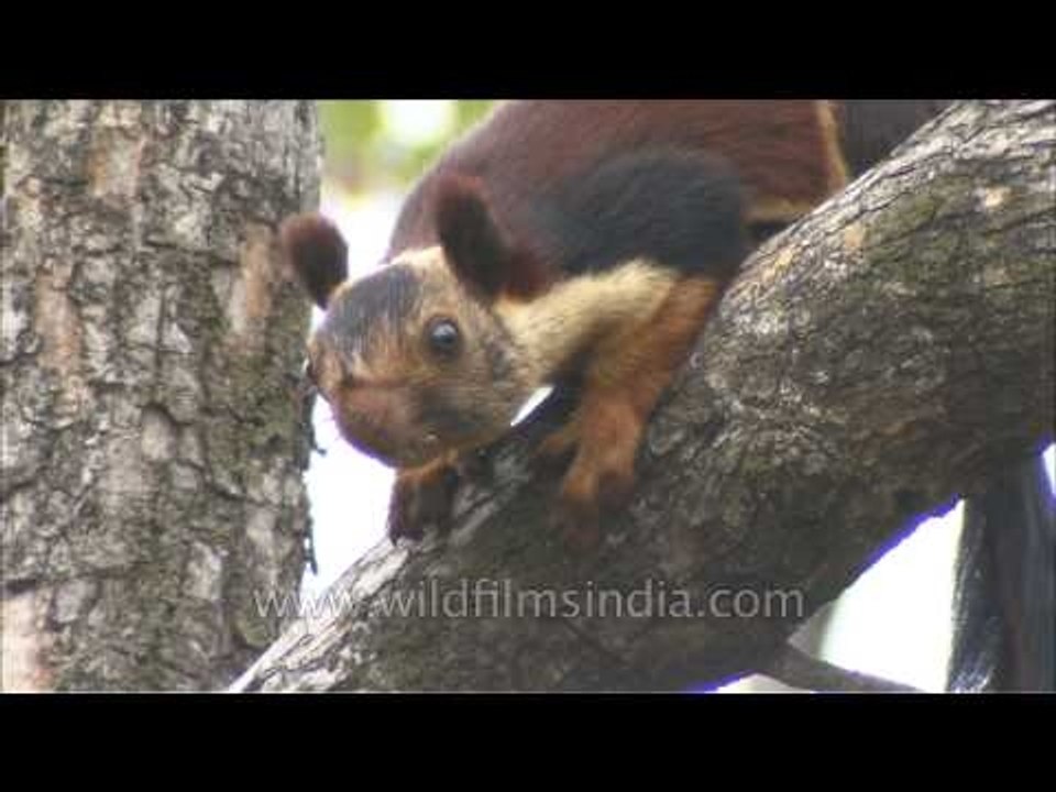 Close-up of Indian giant squirrel or Malabar giant squirrel
