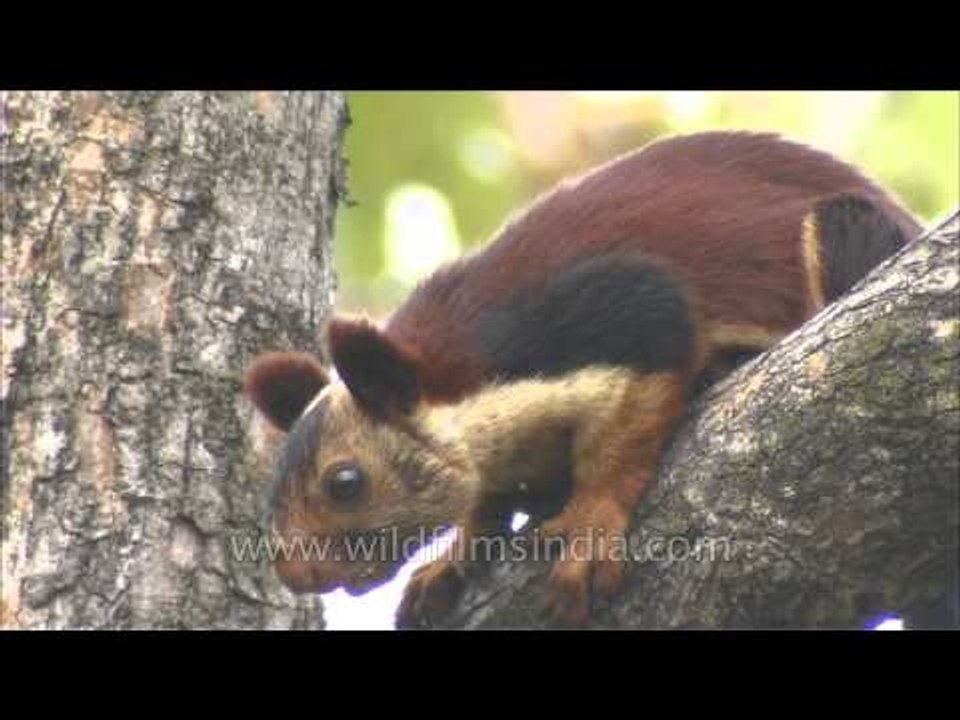 Indian giant squirrel or Malabar giant squirrel