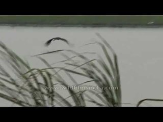 Vultures in Kaziranga National Park search for dead prey by the riverbank