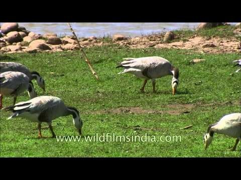 Bar-headed geese fly over a large river