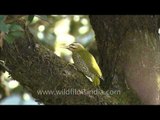 Scaly-bellied Woodpecker (Picus squamatus) : a resident in the foothills of Himalayas