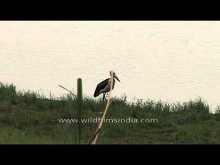 Various waterbirds of Kaziranga National Park enjoy their pristine enivironment
