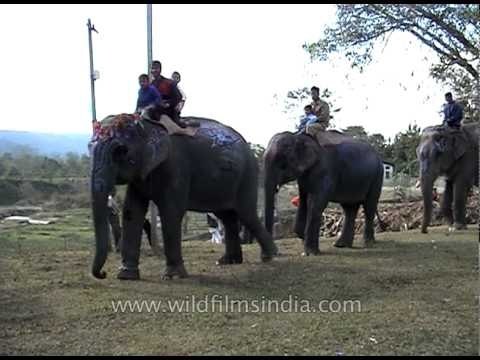 Elephant parade at Kaziranga Elephant Festival