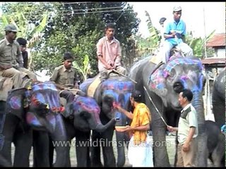 Elephant painted and decorated for the Kaziranga Elephant Festival