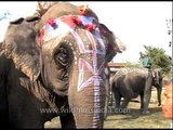 Painted elephants at  Kaziranga Elephant Festival parade