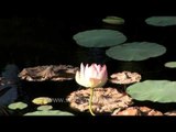 Lotus flower in bloom