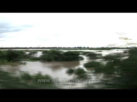 Passing by paddy field during a train journey to south India - Kerala