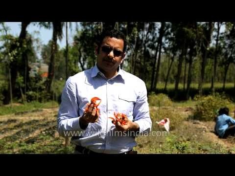 Rupin Dang speaks about the Flame-of-the-Forest or Dhak tree