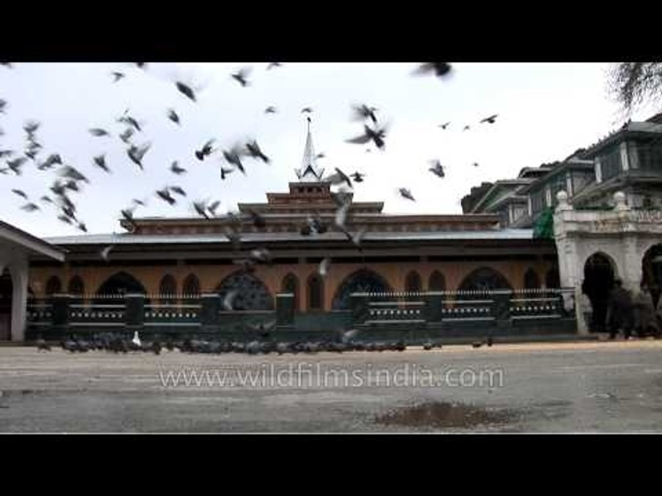 Flock of pigeons in front of Makhdoom Sahib Shrine, Srinagar