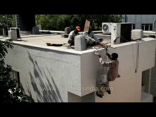 Workers painting the external wall of a building in India