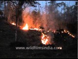 Fire crackling on a forested hillside in Assam