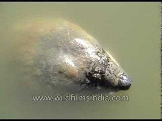 Mysterious aquatic fish/animal: help us identify it!