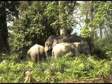 Asian elephant with her calf in Kaziranga