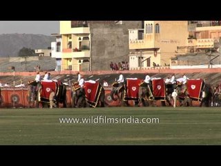 Elephant Festival - one of the most popular festival of Jaipur